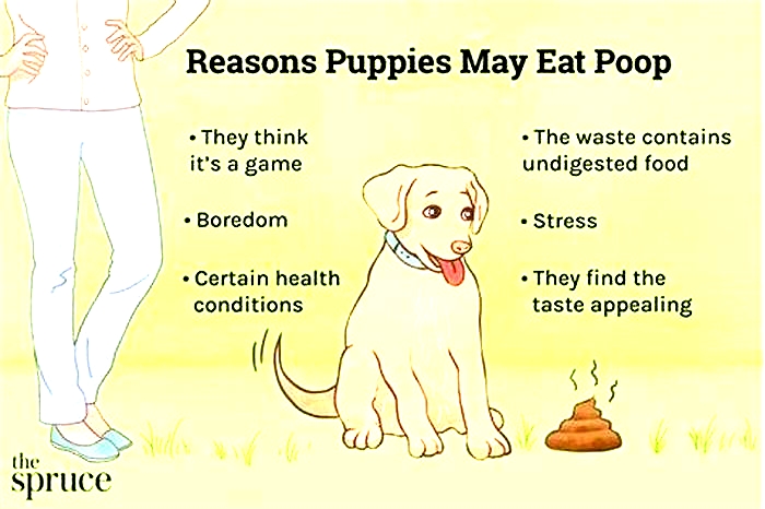 How long after a 12 week old puppy eats do they poop?