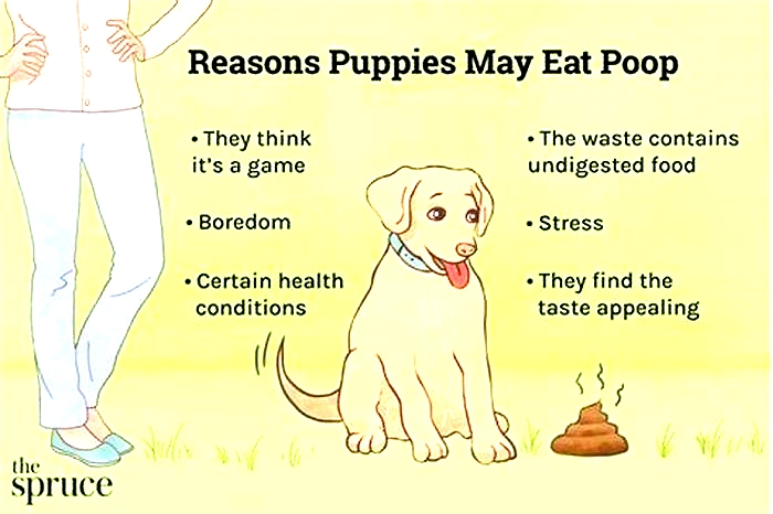 How long after a puppy eats do they poop