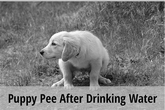 How long after drinking water do dogs pee?