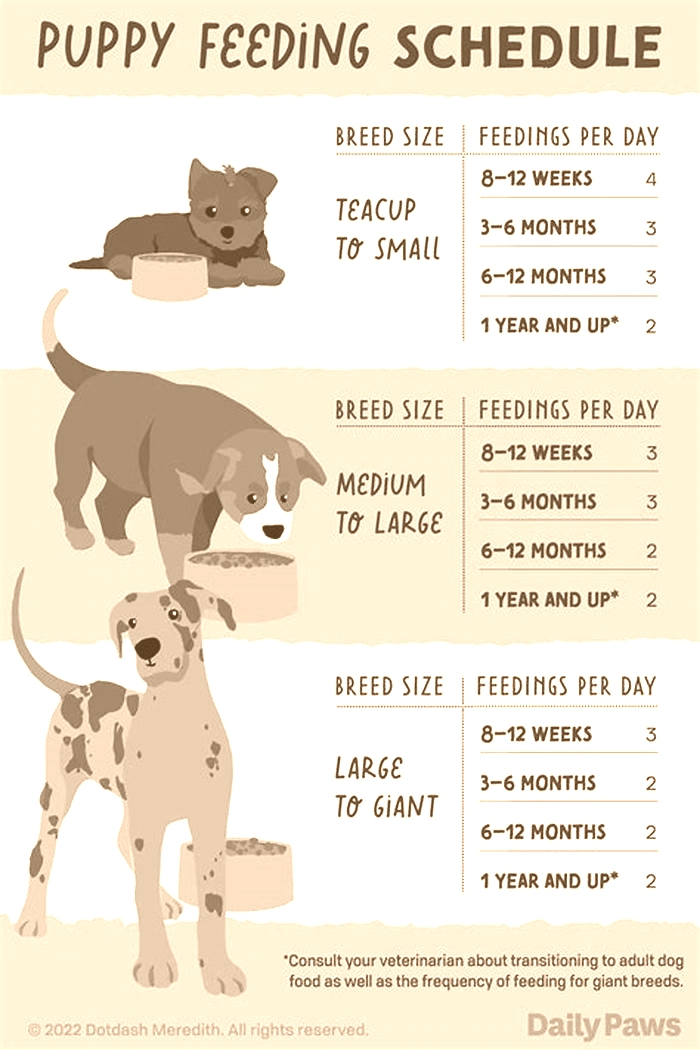 How long can 4 week old puppies go between feedings