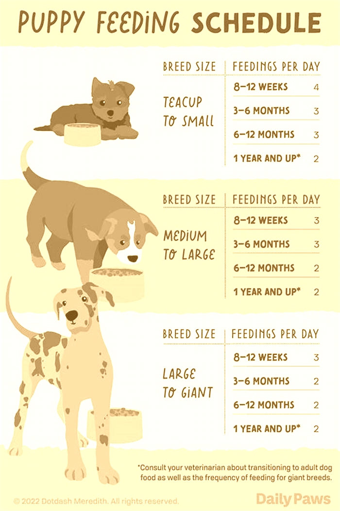 How long can 7 week old puppies go without eating