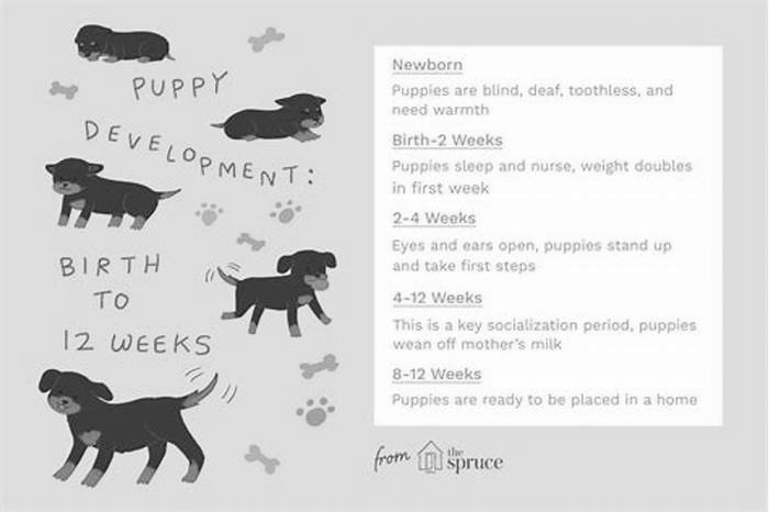 How long can 8 week old puppies go between feedings?