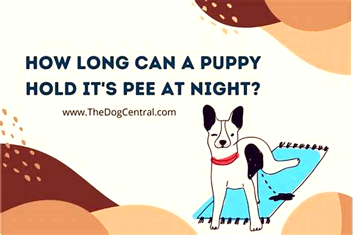 How long can puppies hold their pee overnight?