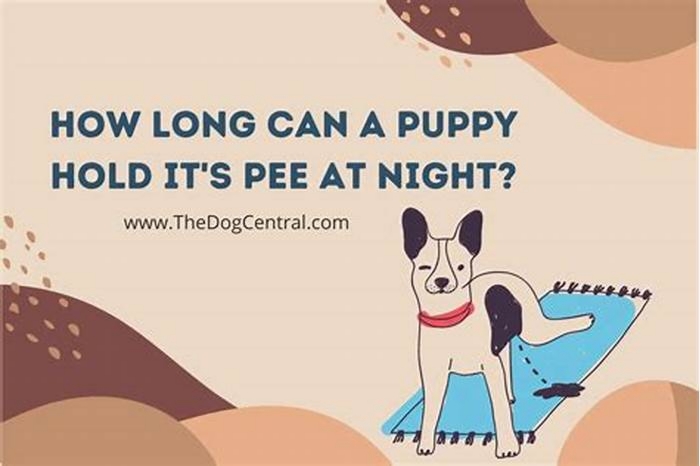 How long can puppies hold their pee?