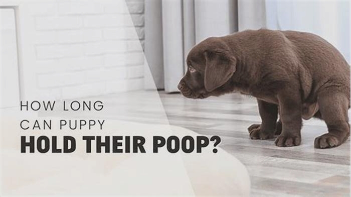 How long can puppies hold their poop