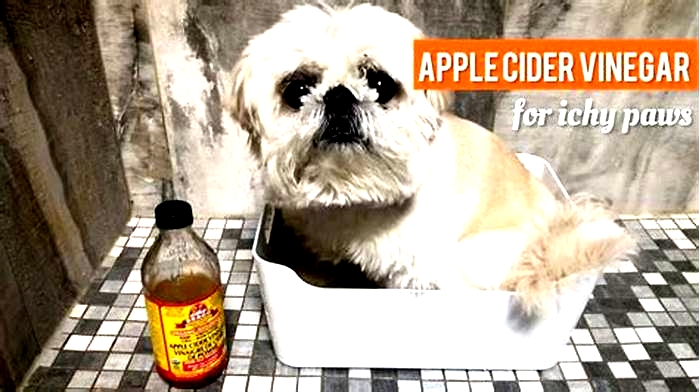 How long do I soak my dog s paws in apple cider vinegar