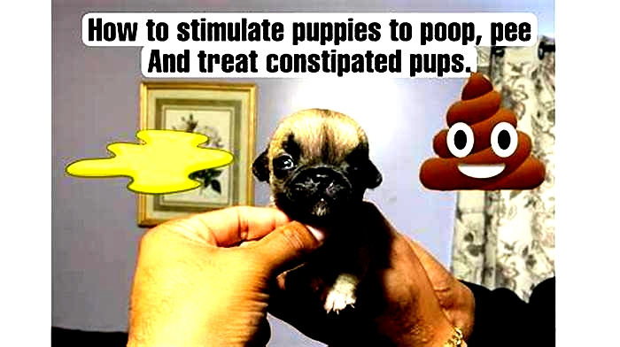 How long do you have to stimulate a puppy to poop