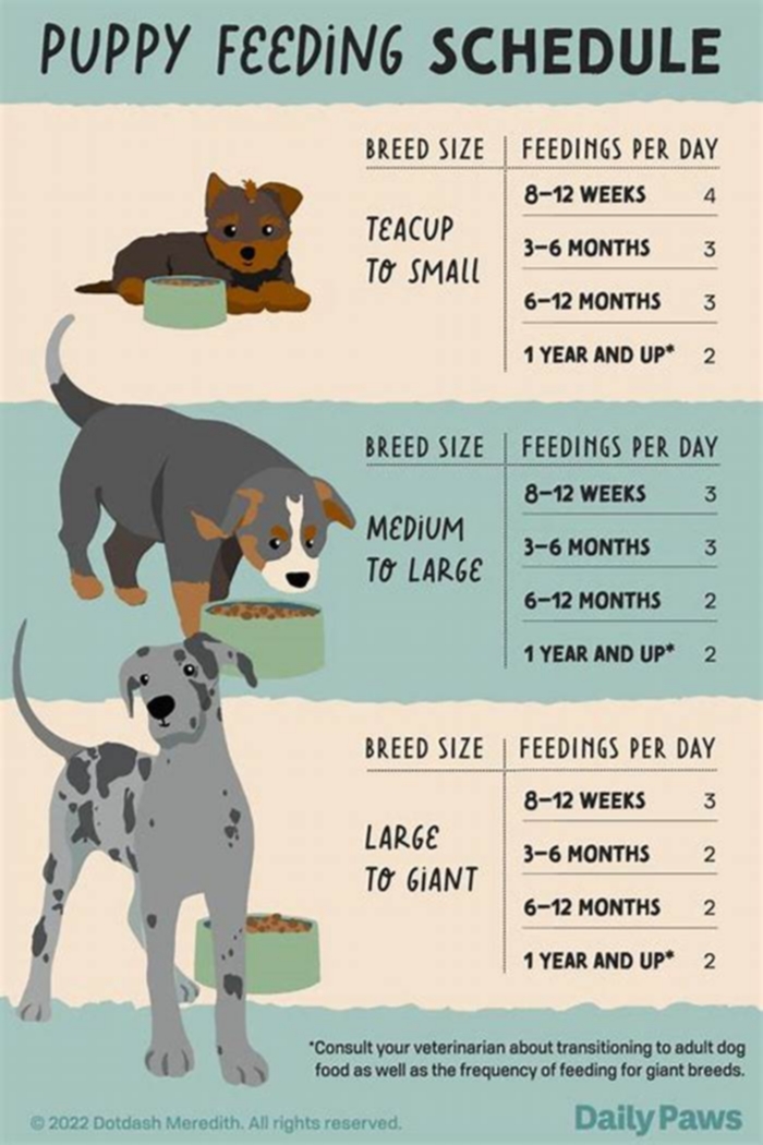 How long do you need to feed a puppy 3 times a day?