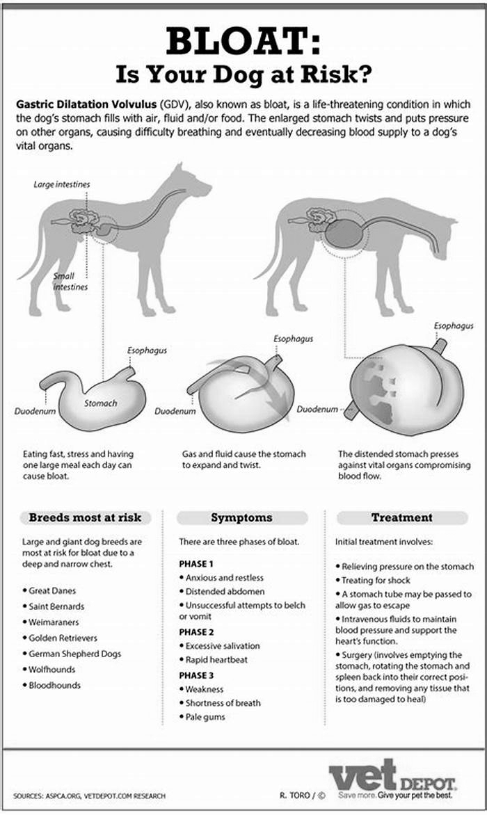 How long does it take for a puppies stomach to settle?