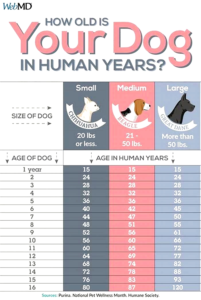 How long is a dog considered a puppy