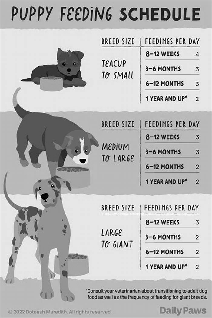 How long should a puppy eat puppy food