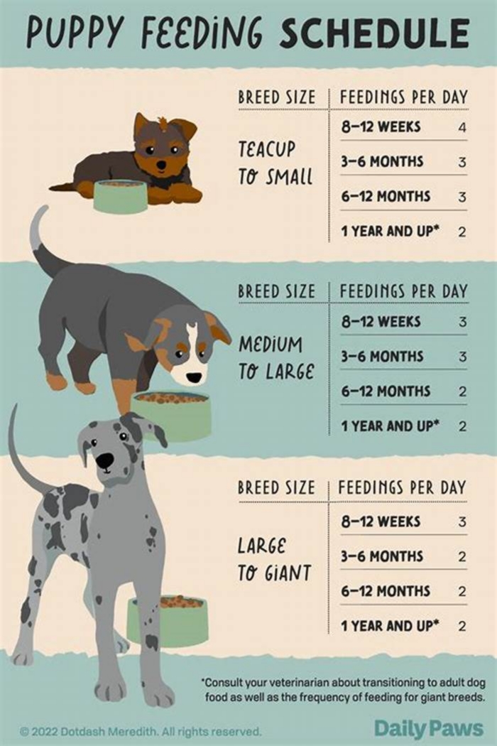 How long should puppies be on puppy food?