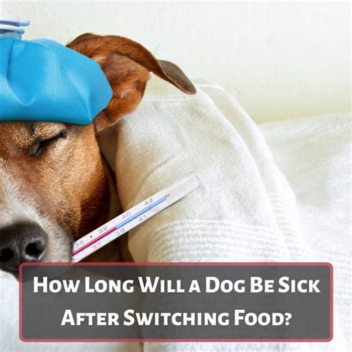 How long will a dog be sick after switching food?