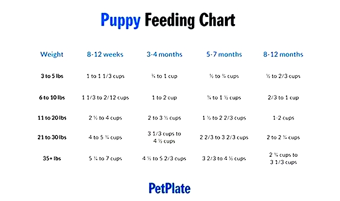 How many cups of food should a 10 week old puppy eat