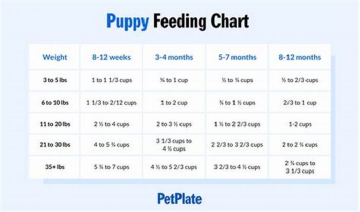 How many cups of food should an 8 week old puppy eat a day?