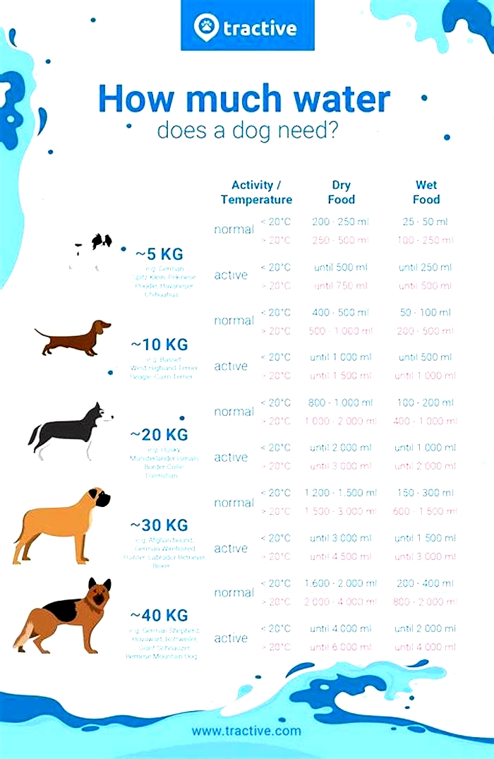 How many cups of water should a 10 week old puppy drink