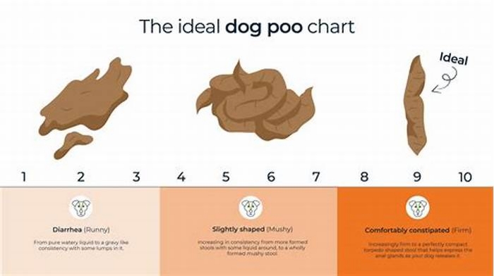 How many times a day should a 5 month old puppy poop