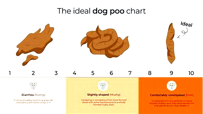 How many times a day should a puppy poop?