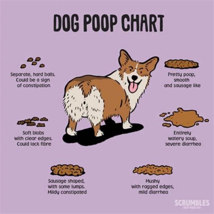 How many times do puppies poop a day?