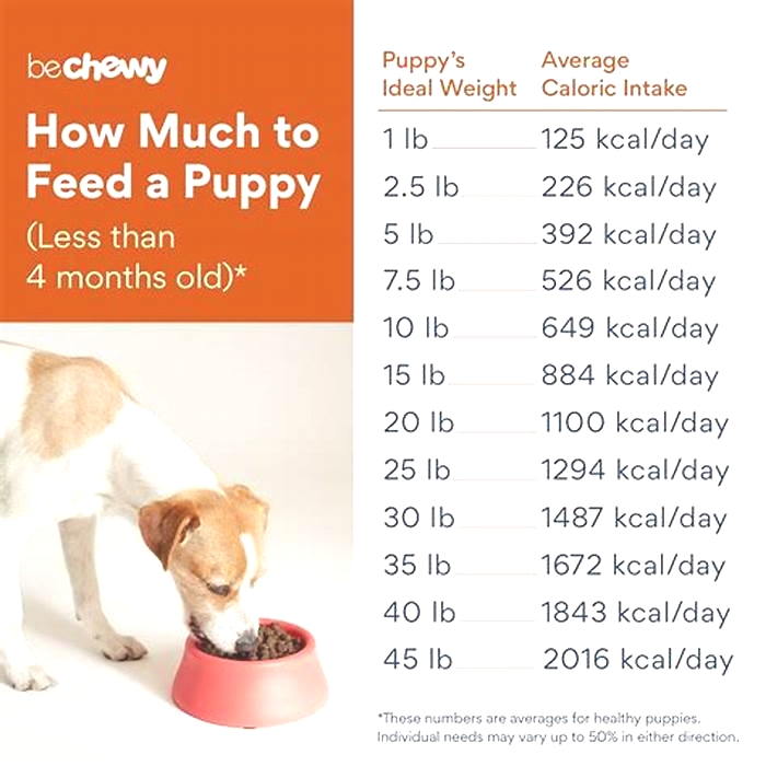 How many times should a puppy eat wet food