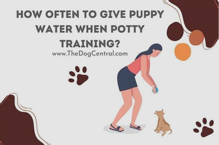 How much water should I give my puppy while potty training