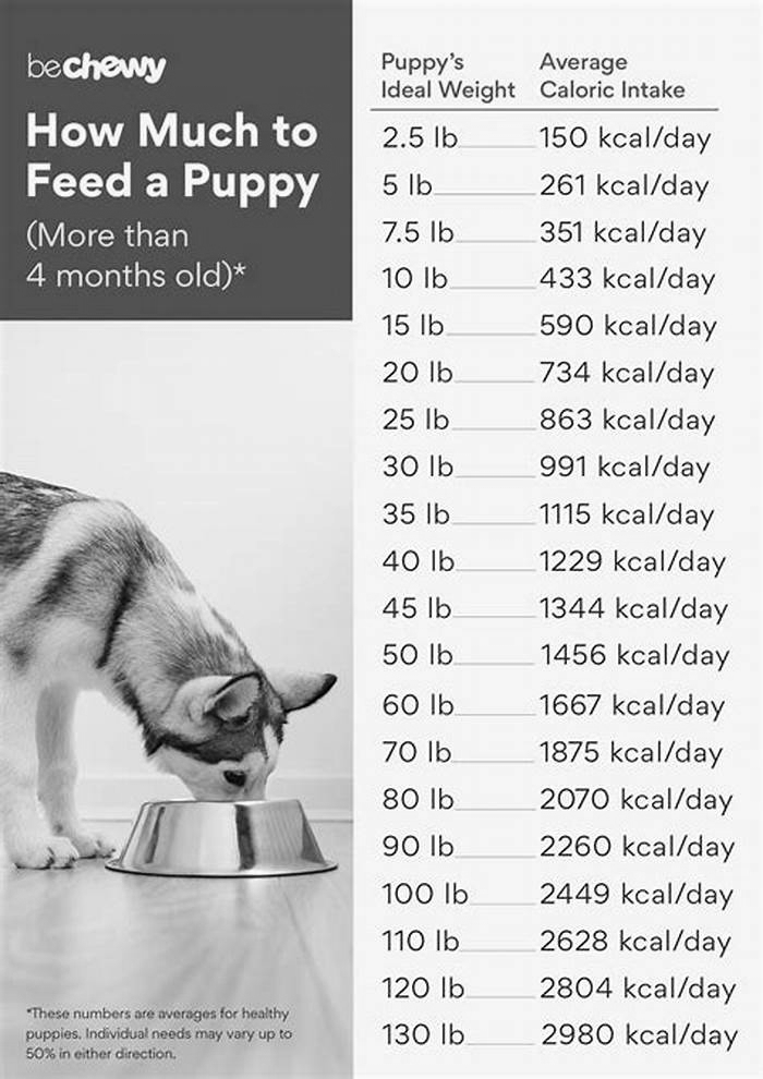 How much wet food should I feed my 10 week old puppy?