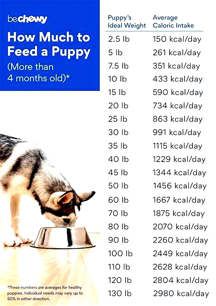 How much wet food should I feed my 8 week old puppy