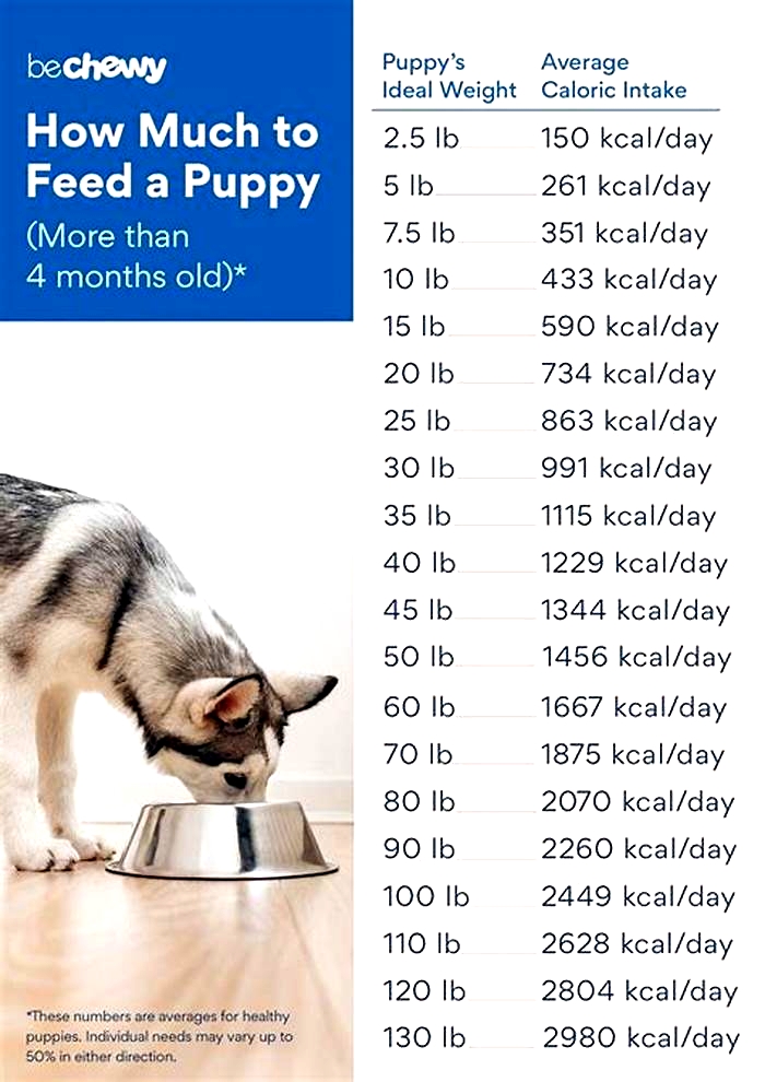 How much wet food should I feed my puppy