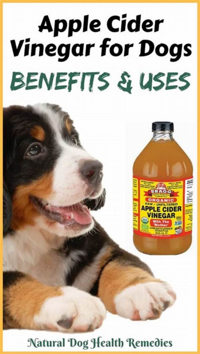 How often do I put apple cider vinegar in my dogs water?