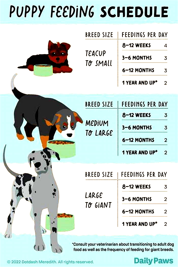 How often should 3 week old puppies eat solid food?