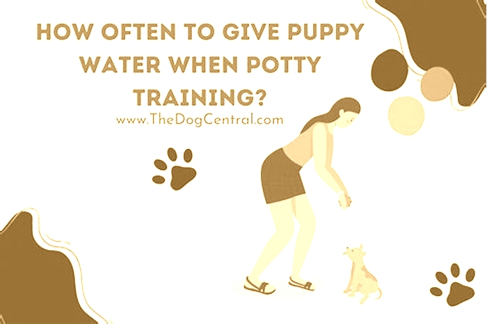 How often should I give my puppy water while potty training?