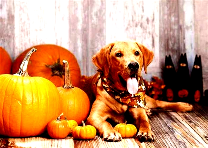 How often should I put pumpkin in my dog s food