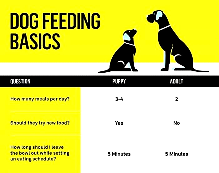 How often should dogs eat wet food?