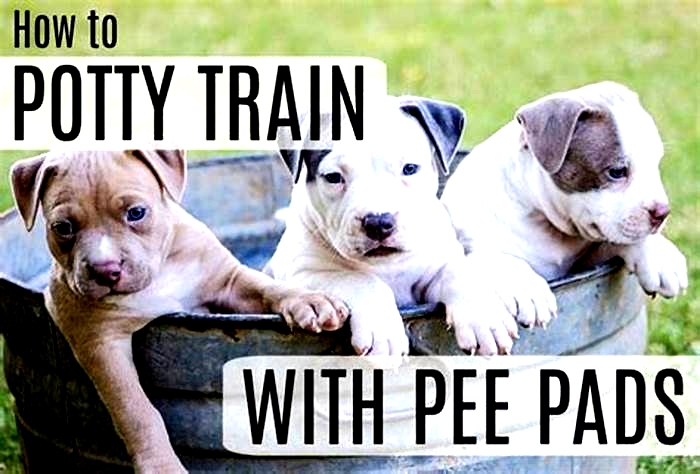 Is 3 months too late to potty train a puppy