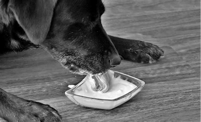 Is Greek yogurt a good probiotic for dogs