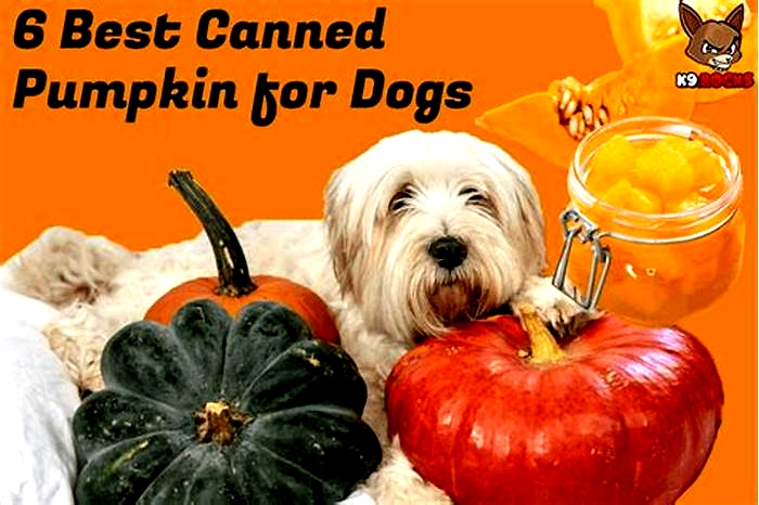 Is Libby s canned pumpkin good for dogs