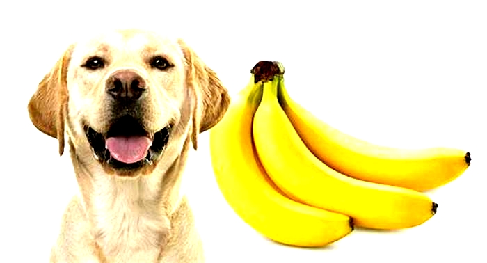 Is banana good for dogs?