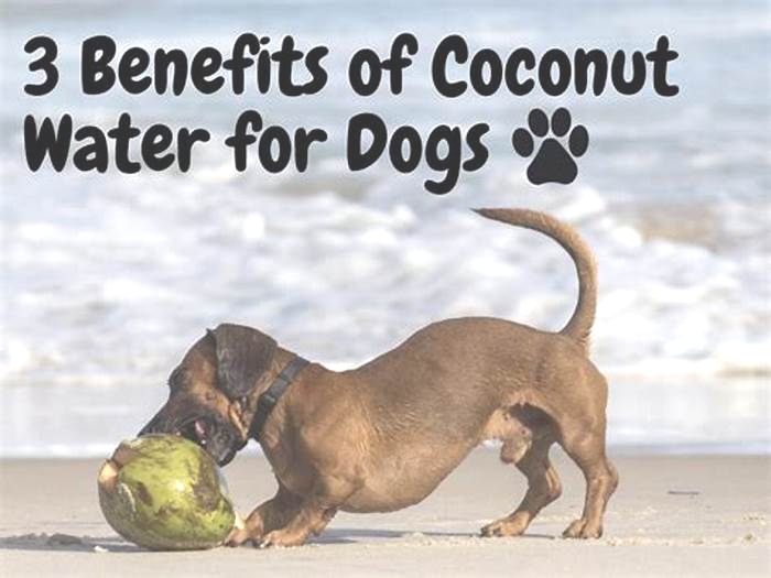 Is coconut water good for your dog?