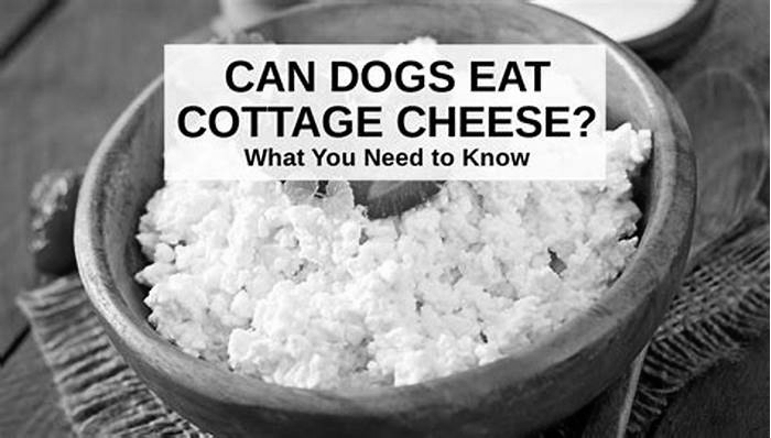 Is cottage cheese ok for dogs?