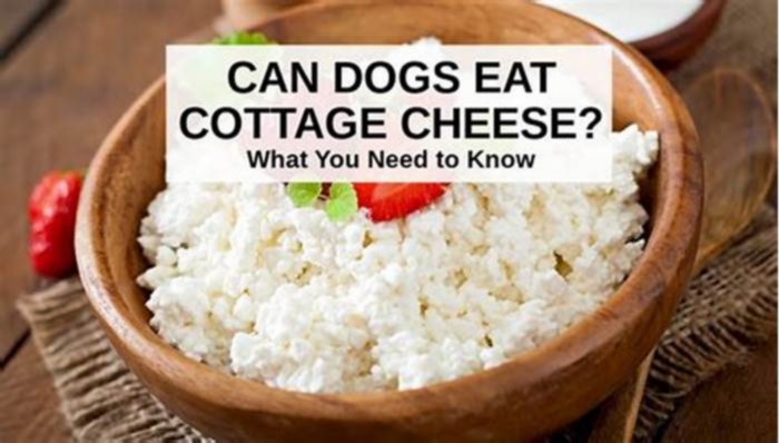 Is cream cheese or cottage cheese better for dogs