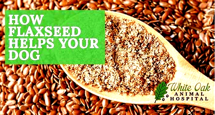 Is flaxseed good for dogs?