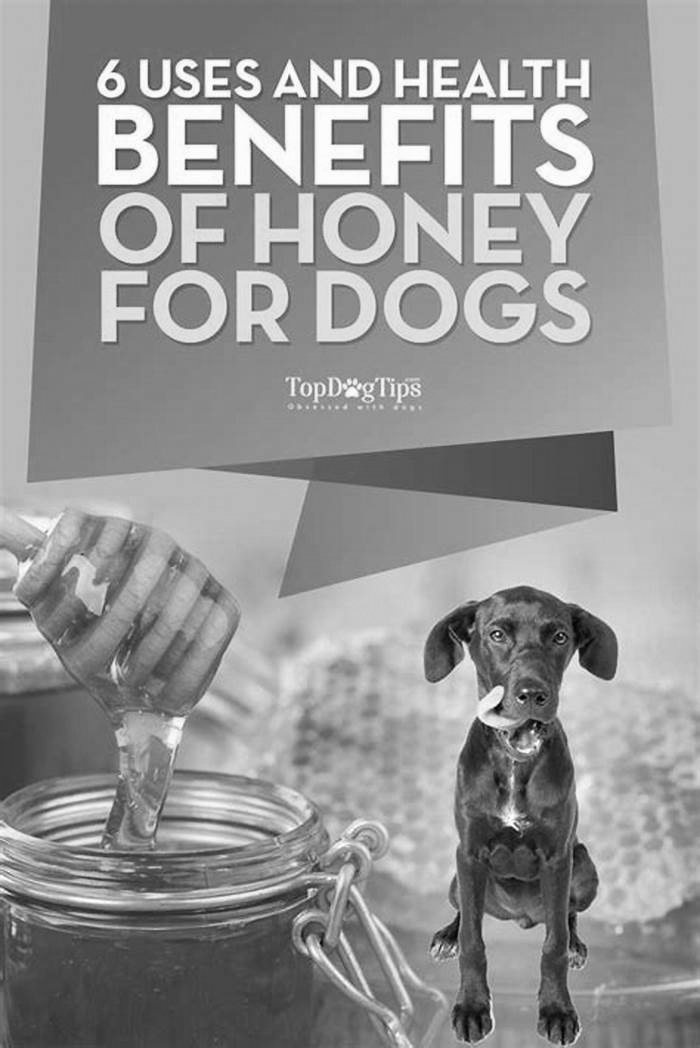 Is honey a probiotic for dogs