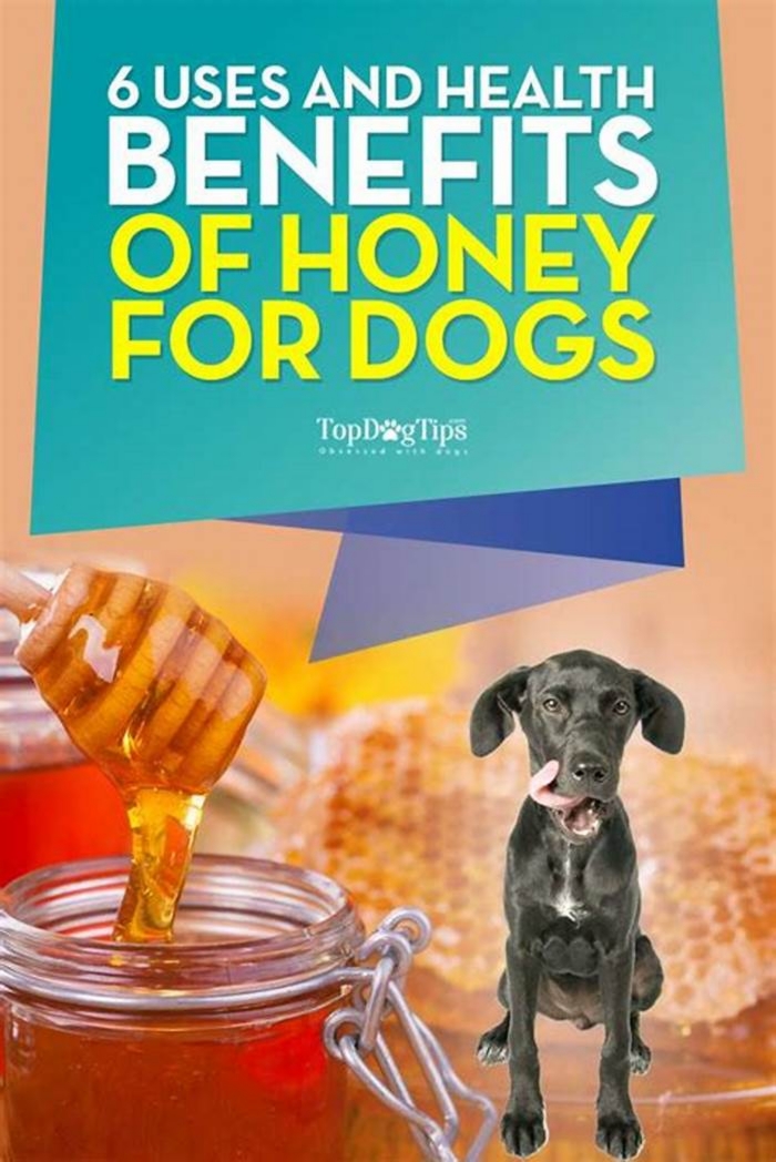 Is honey good for dogs?