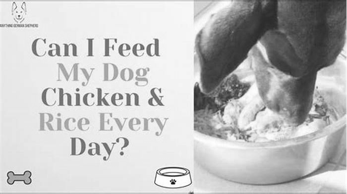 Is it OK to feed my dog chicken and rice everyday?