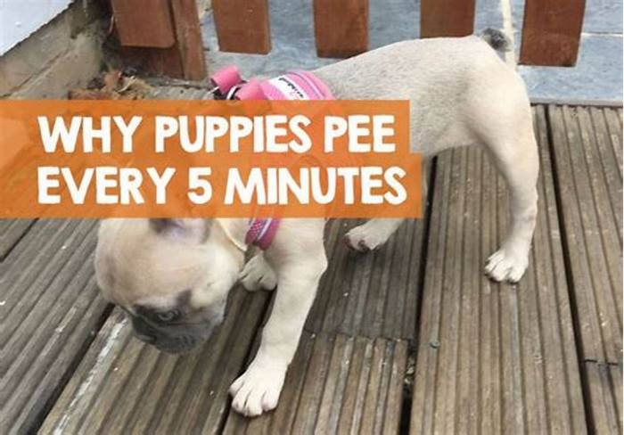 Is it normal for a puppy to pee every 15 minutes?