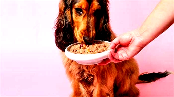 Is it okay to feed dogs wet food only?