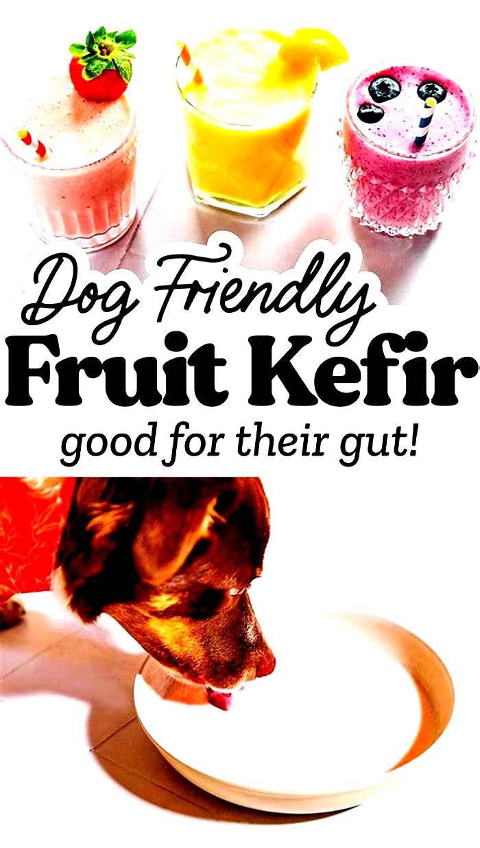 Is kefir better than Greek yogurt for dogs