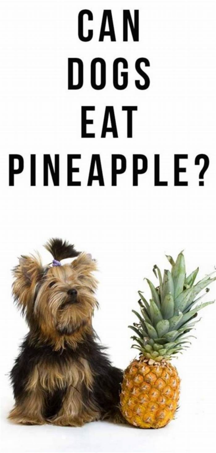 Is pineapple good for dogs?