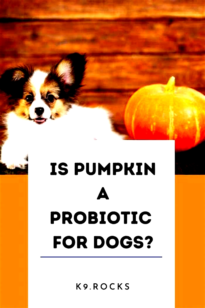 Is pumpkin a good probiotic for dogs?