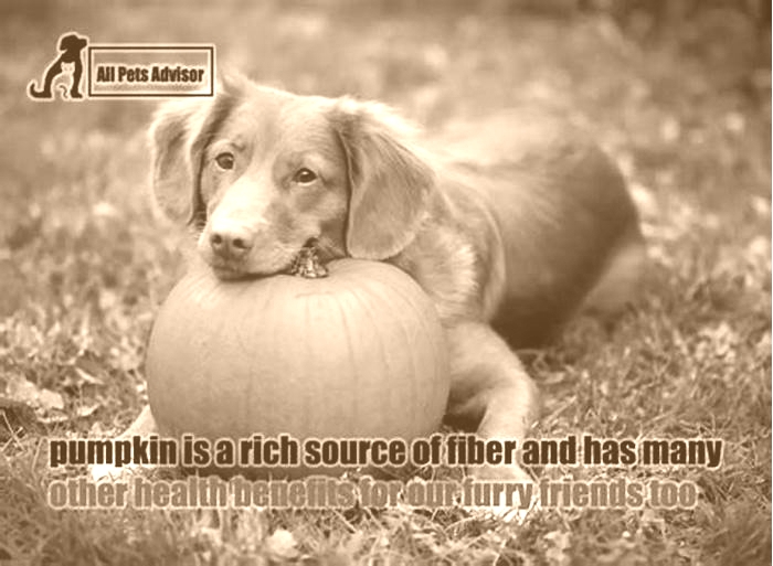 Is pumpkin or rice better for dogs with diarrhea?